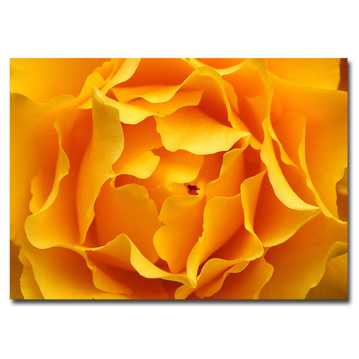 Kurt Shaffer 'Hypnotic Yellow Rose' 14 X 19 Canvas Art