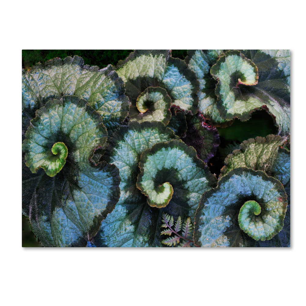 Kurt Shaffer 'Escargot Begonia' 14 X 19 Canvas Art