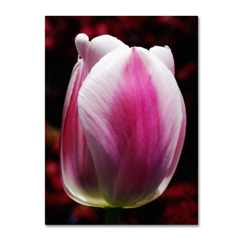 Kurt Shaffer 'Perfect Pink And White Tulip' 14 X 19 Canvas Art
