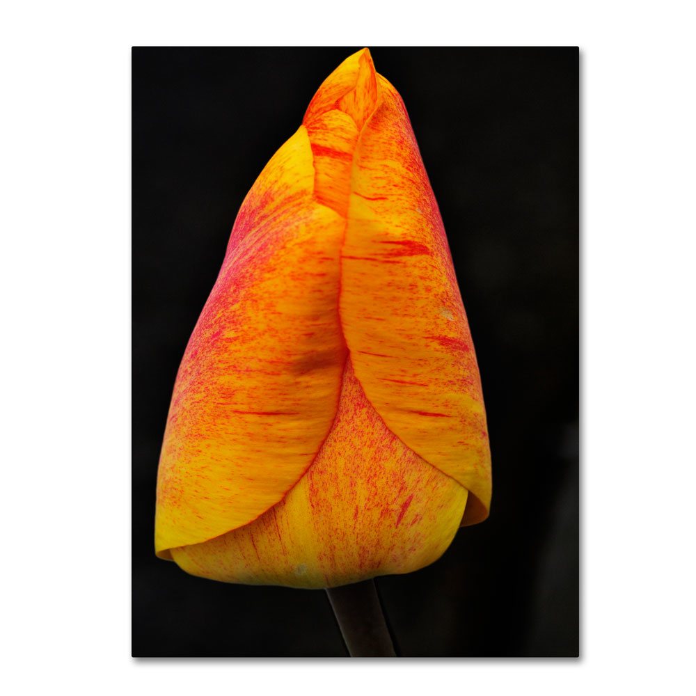 Kurt Shaffer 'Perfect Red And Yellow Tulip' 14 X 19 Canvas Art