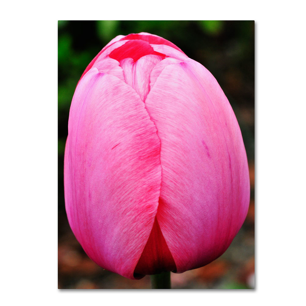 Kurt Shaffer 'Perfect Pink Tulip' 14 X 19 Canvas Art