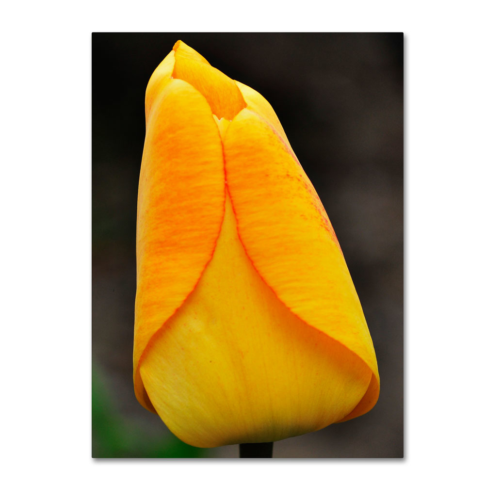 Kurt Shaffer 'Perfect Yellow Tulip' 14 X 19 Canvas Art
