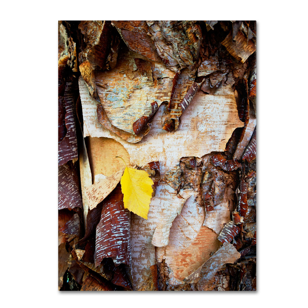 Kurt Shaffer 'Birch Leaf' 14 X 19 Canvas Art