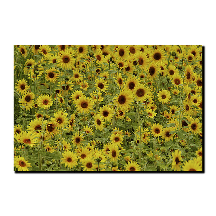 Kurt Shaffer 'A Sunflower Day' 14 X 19 Canvas Art