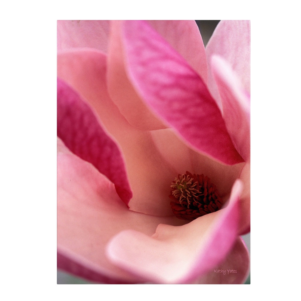 Kathy Yates 'Tulip Magnolia Blossom' 14 X 19 Canvas Art