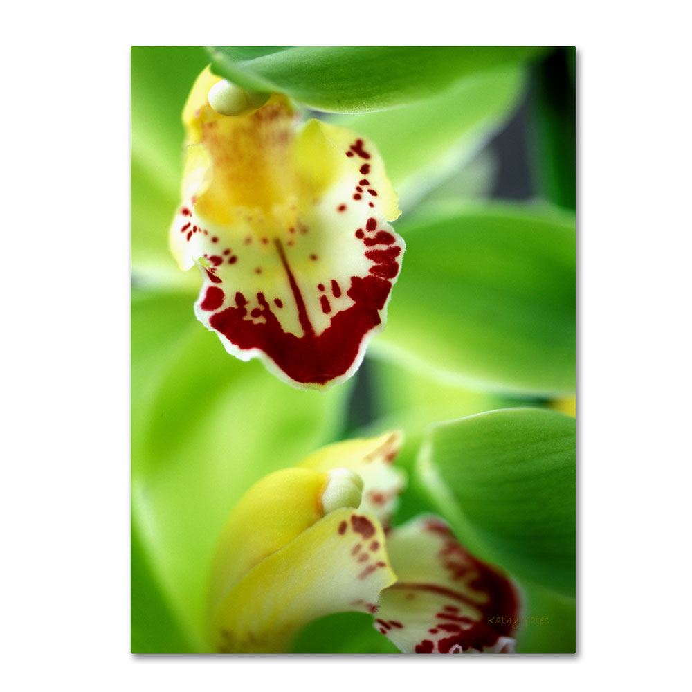 Kathy Yates 'Cymbidium Seafoam Emerald Orchid' 14 X 19 Canvas Art