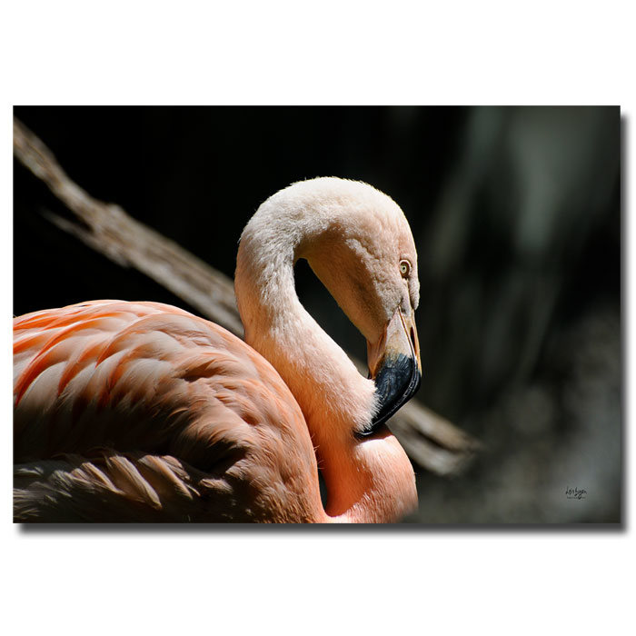 Lois Bryan 'The Sacred Old Flamingoes' 14 X 19 Canvas Art