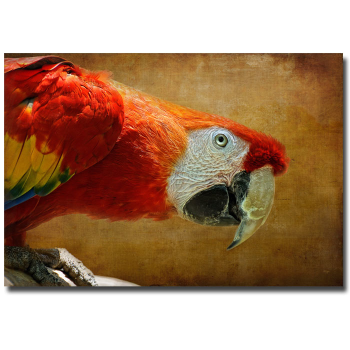 Lois Bryan 'Colorful Bird' 14 X 19 Canvas Art