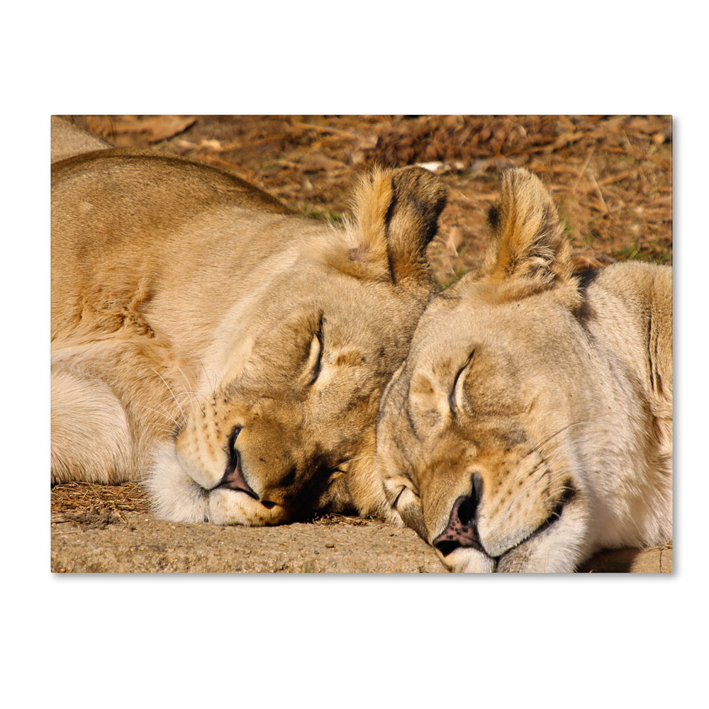 CATeyes 'National Zoo - Lions' 14 X 19 Canvas Art