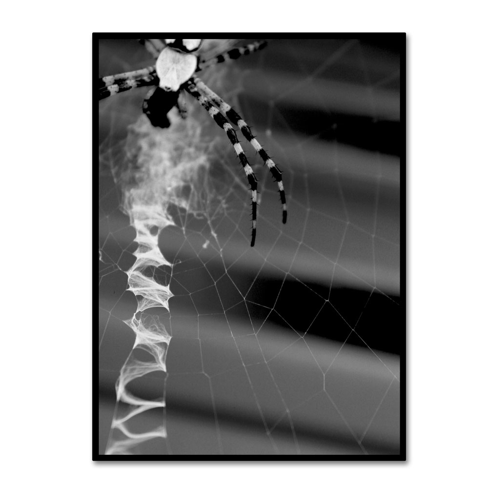 Patty Tuggle 'Black & White Spider & Web' 14 X 19 Canvas Art