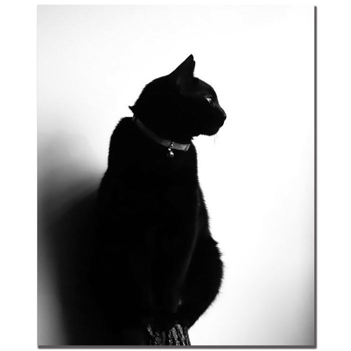 Tammy Davison 'Chat Noir' 14 X 19 Canvas Art