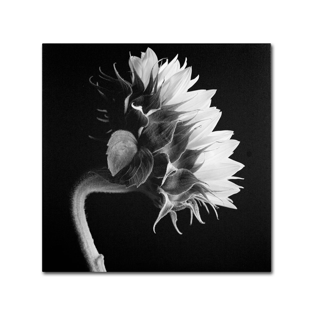 Michael Harrison 'Sunflower' Canvas Wall Art 14 X 14