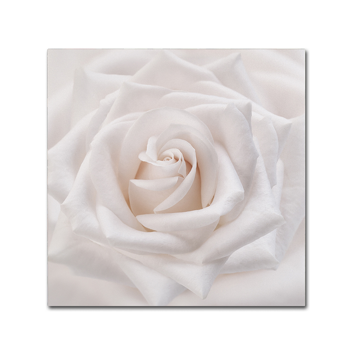 Cora Niele 'Soft White Rose' Canvas Wall Art 14 X 14