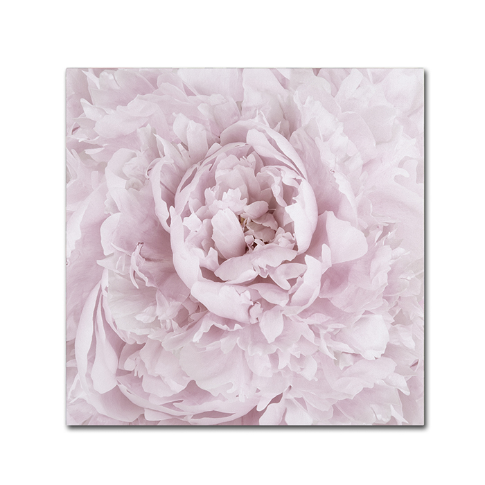 Cora Niele 'Pink Peony Flower' Canvas Wall Art 14 X 14