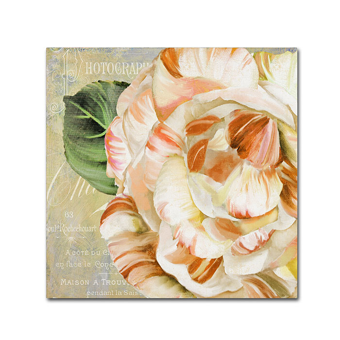 Color Bakery 'Camellias I' Canvas Wall Art 14 X 14