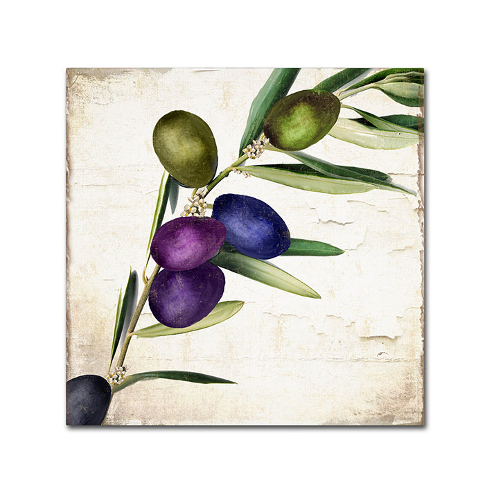 Color Bakery 'Olive Branch III' Canvas Wall Art 14 X 14