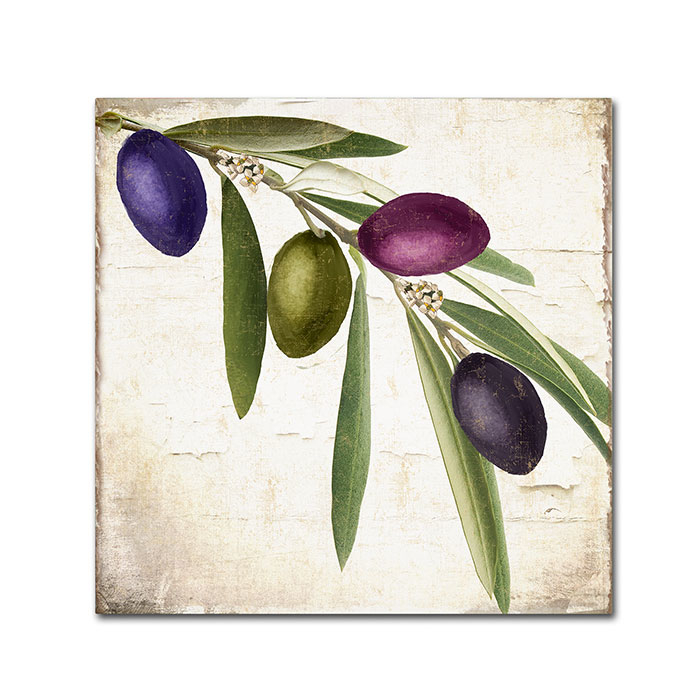 Color Bakery 'Olive Branch IV' Canvas Wall Art 14 X 14
