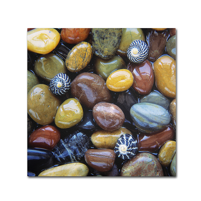 David Evans 'Shells & Pebbles' Canvas Wall Art 14 X 14
