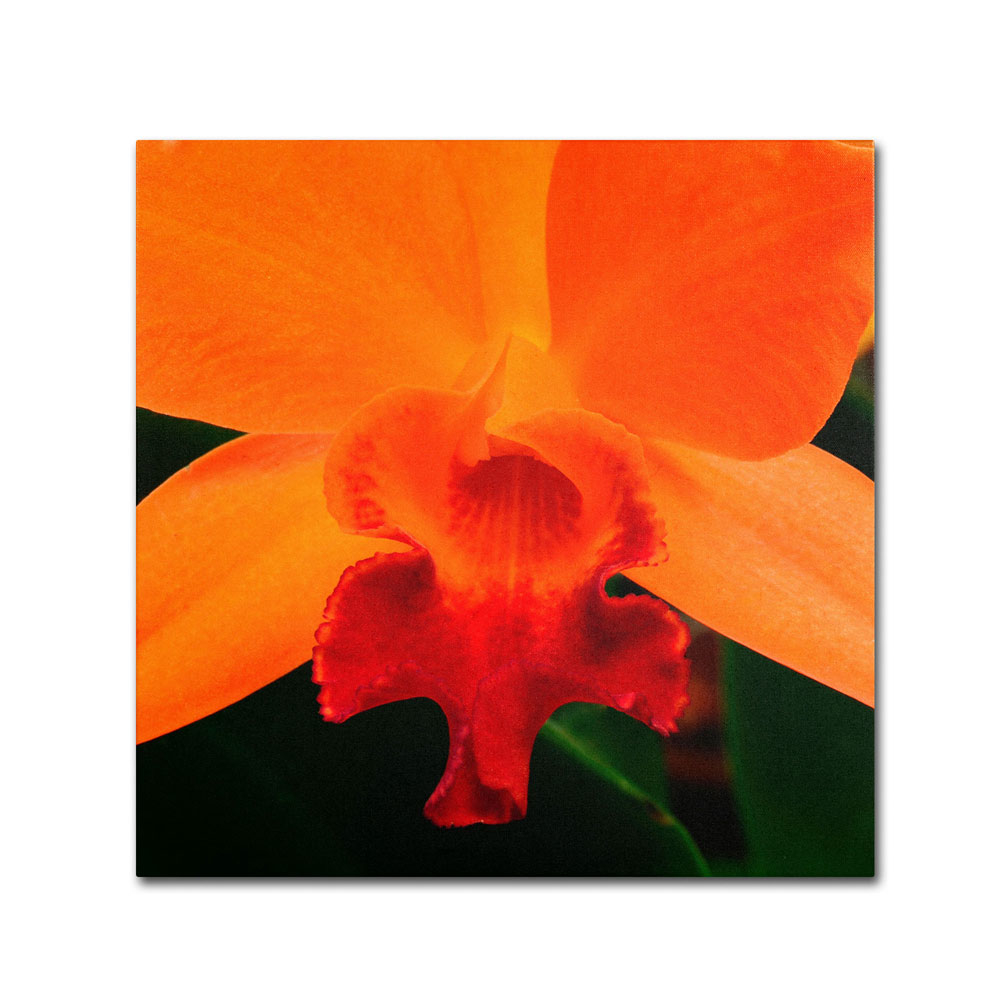 Kurt Shaffer 'Brilliant Orchid On Fire' Canvas Wall Art 14 X 14