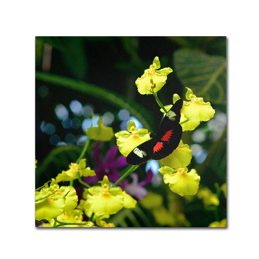 Kurt Shaffer 'Doris Longwing Butterfly On Orchid' Canvas Wall Art 14 X 14