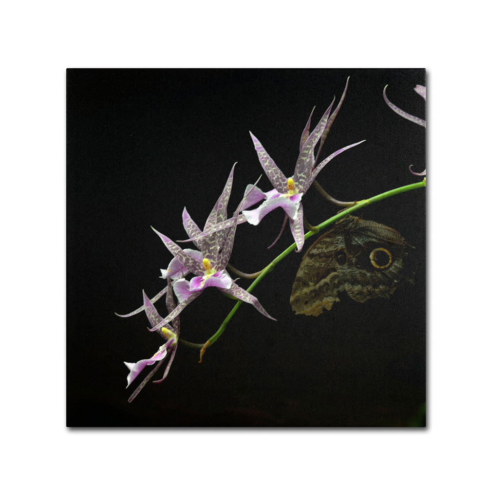 Kurt Shaffer 'Spider Orchid And Owl Eye' Canvas Wall Art 14 X 14