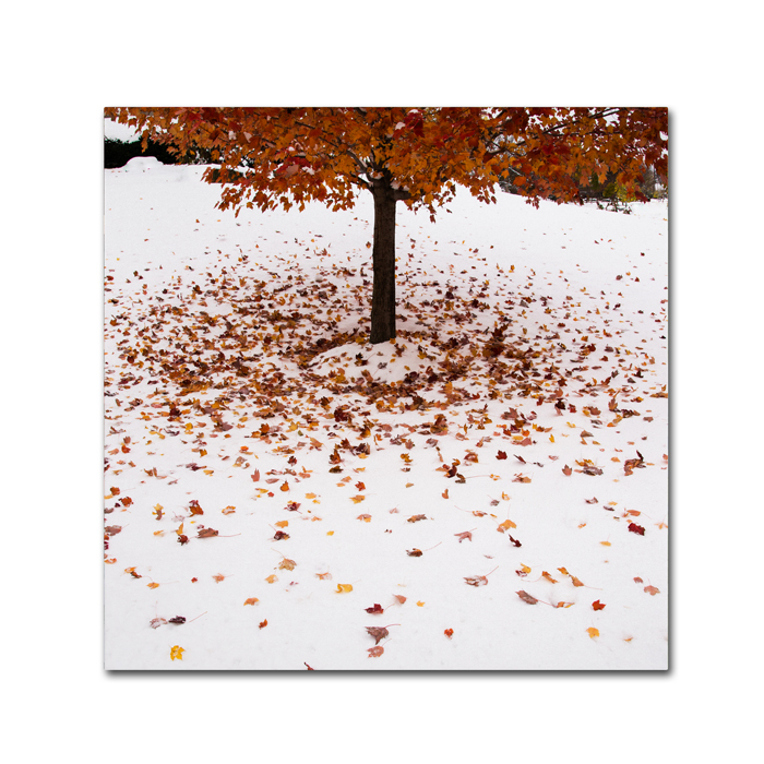 Kurt Shaffer 'Maple Leaves In The Snow' Canvas Wall Art 14 X 14
