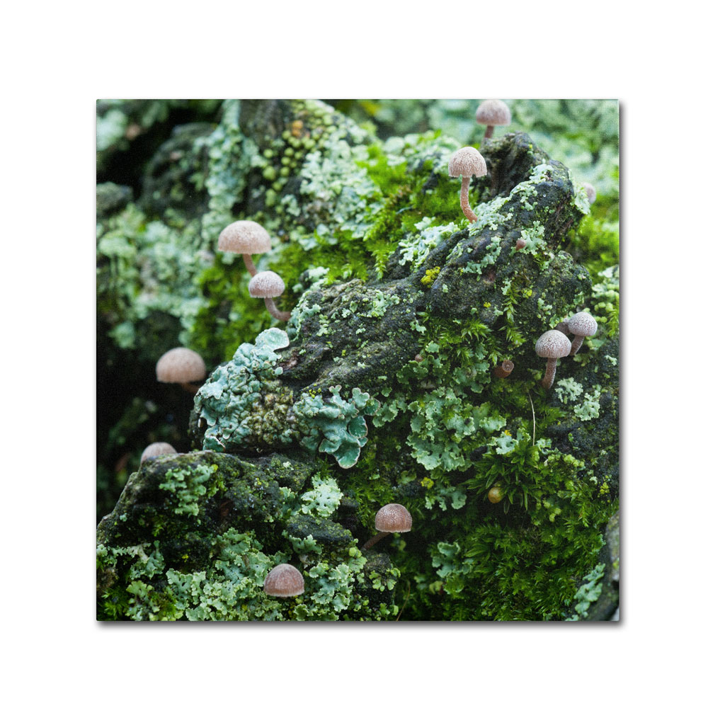 Kurt Shaffer 'Tiny Mushroom Forest' Canvas Wall Art 14 X 14