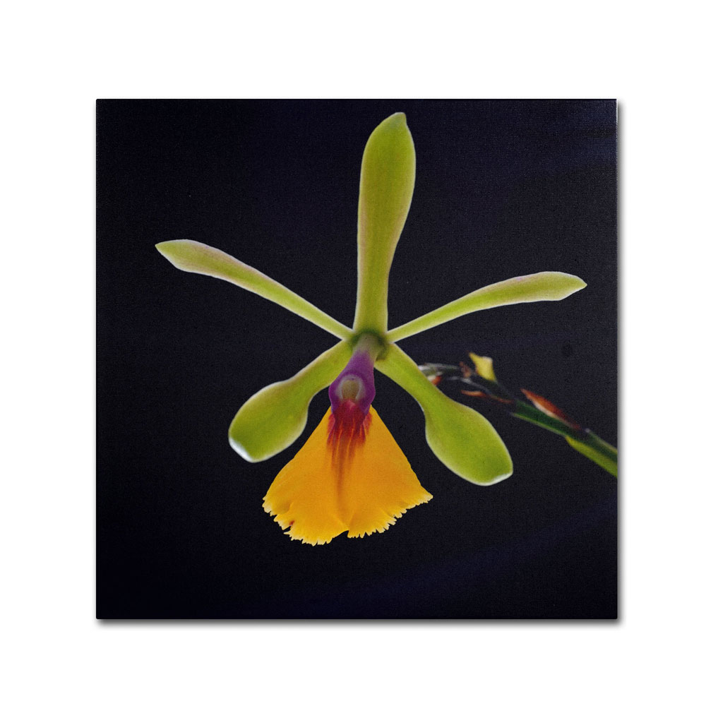 Kurt Shaffer 'Orchid #1' Canvas Wall Art 14 X 14