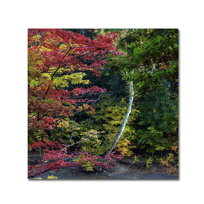 Kurt Shaffer 'All The Colors Of October In Ohio' Canvas Wall Art 14 X 14
