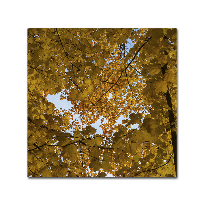 Kurt Shaffer 'Golden Canopy Of Autumn' Canvas Wall Art 14 X 14