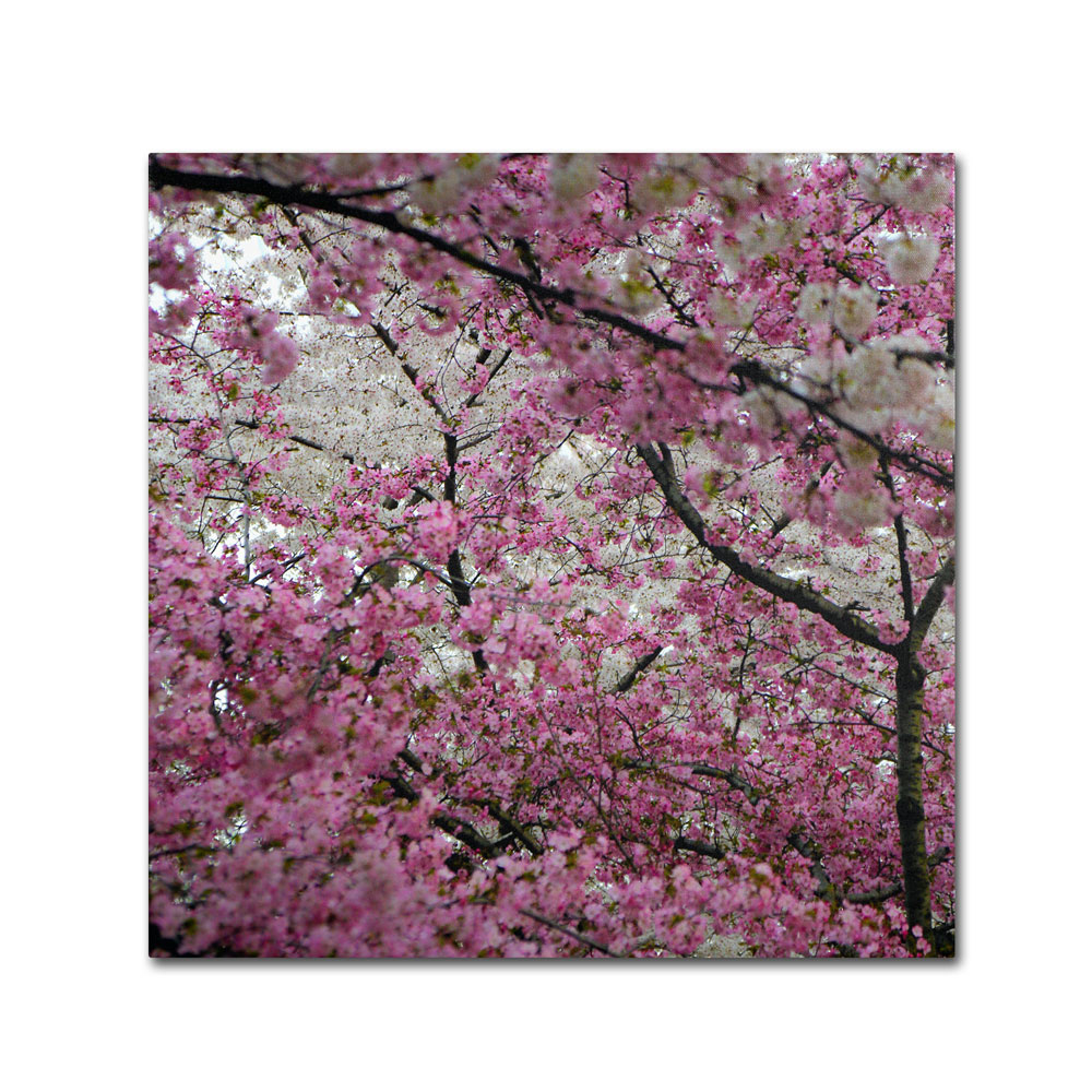 CATeyes 'Cherry Blossoms 2014-3' Canvas Wall Art 14 X 14