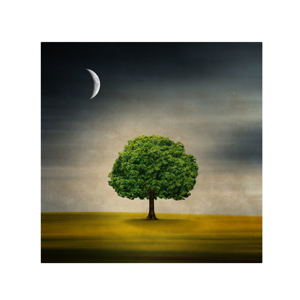 Philippe Sainte-Laudy 'Under The Moon' Canvas Wall Art 14 X 14