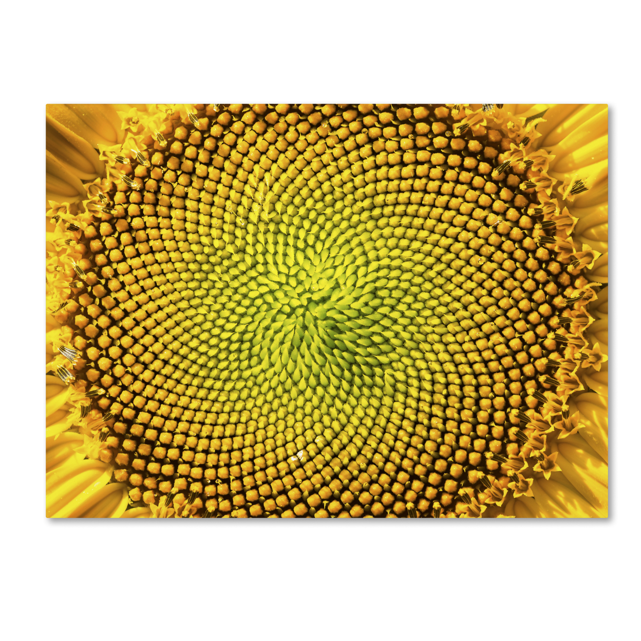 Kurt Shaffer 'Cosmic Patterns In Nature' Canvas Wall Art 35 X 47 Inches