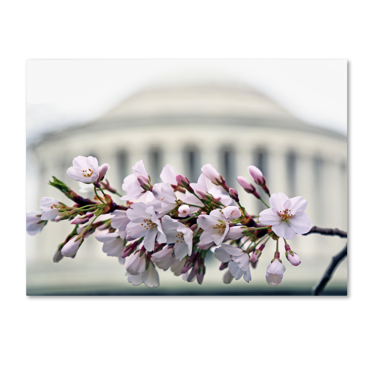 CATeyes 'Jefferson Memorial Blossoms' Canvas Wall Art 35 X 47 Inches