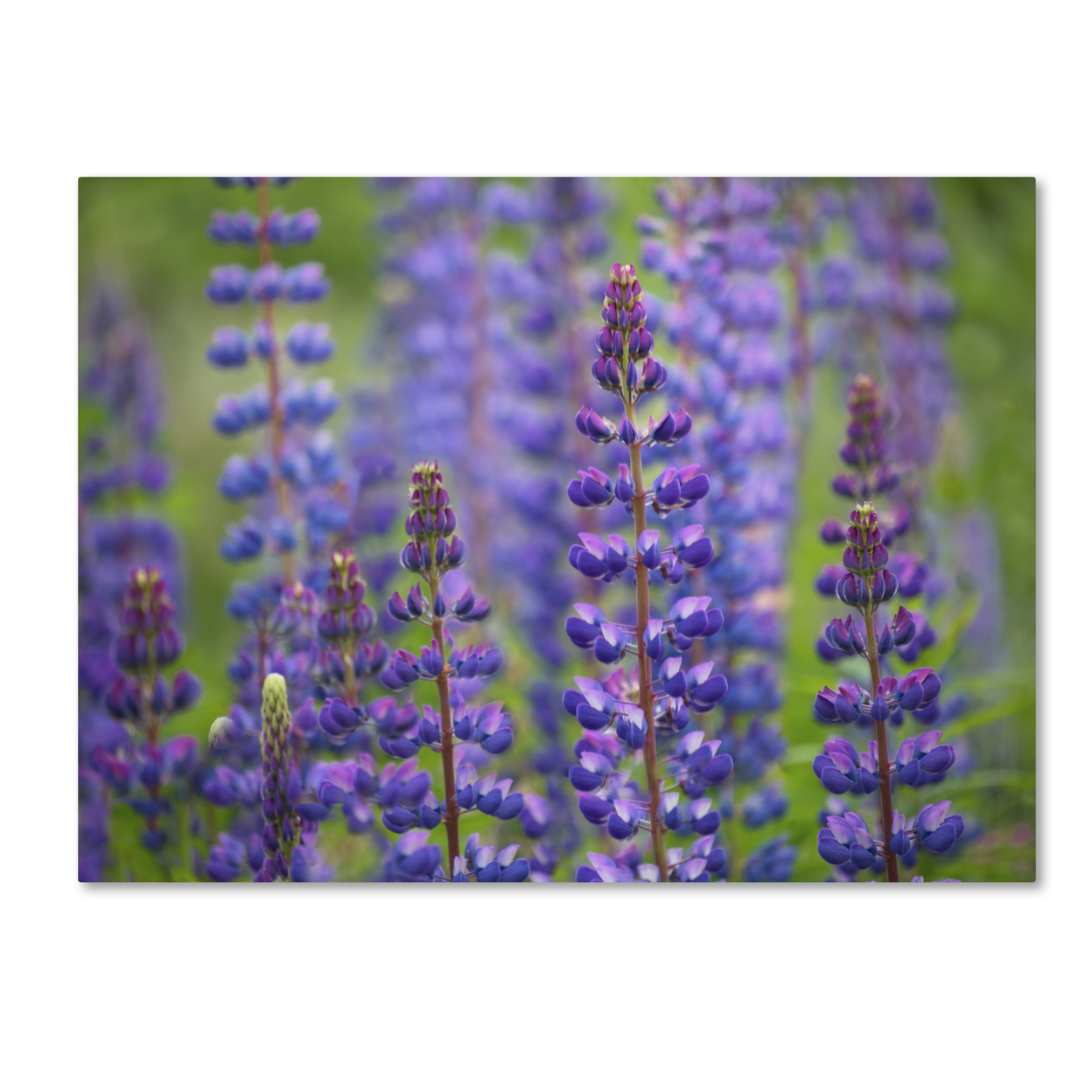 Cora Niele 'Blue Lupine Flowers' Canvas Wall Art 35 X 47 Inches
