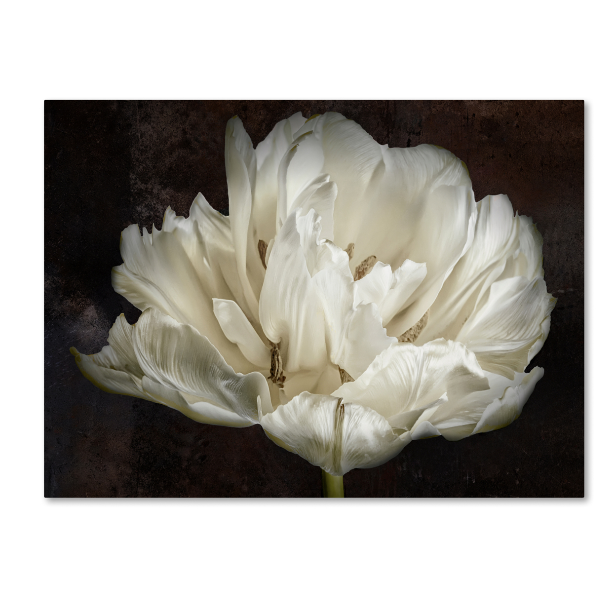 Cora Niele 'Double White Tulip' Canvas Wall Art 35 X 47 Inches