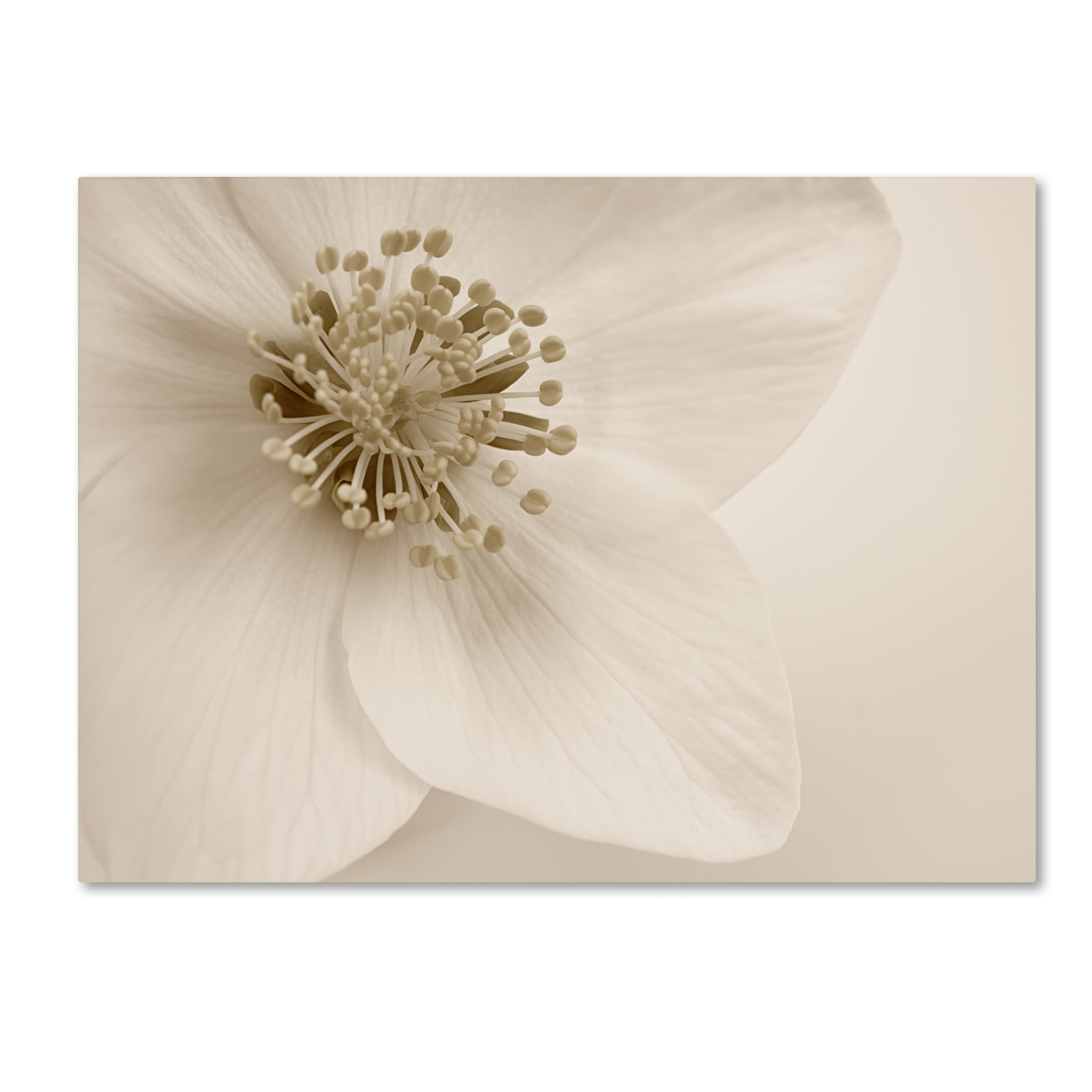 Cora Niele 'Hellebore Christmas Rose' Canvas Wall Art 35 X 47 Inches