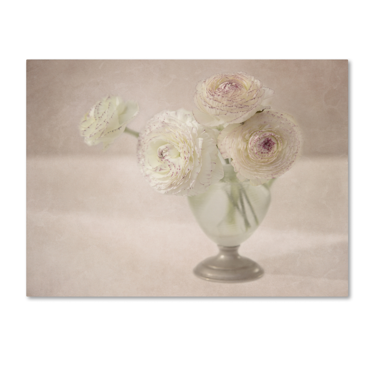 Cora Niele 'White Persian Buttercups Posy' Canvas Wall Art 35 X 47 Inches