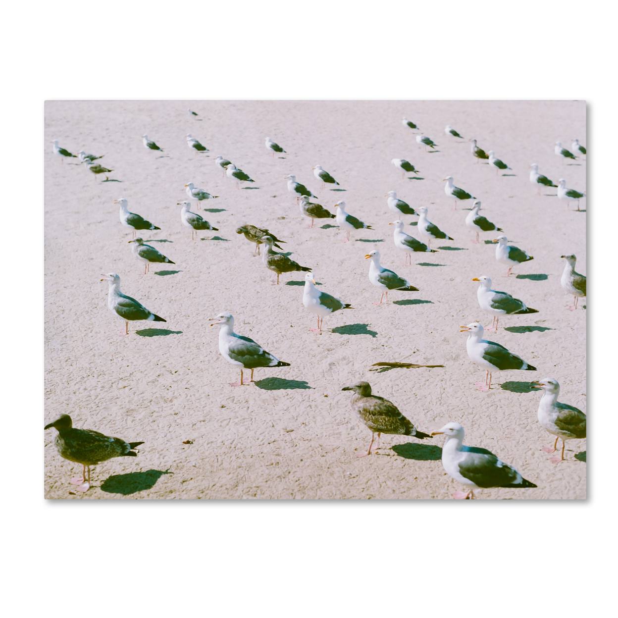 Ariane Moshayedi 'Seagulls At The Beach' Canvas Wall Art 35 X 47 Inches