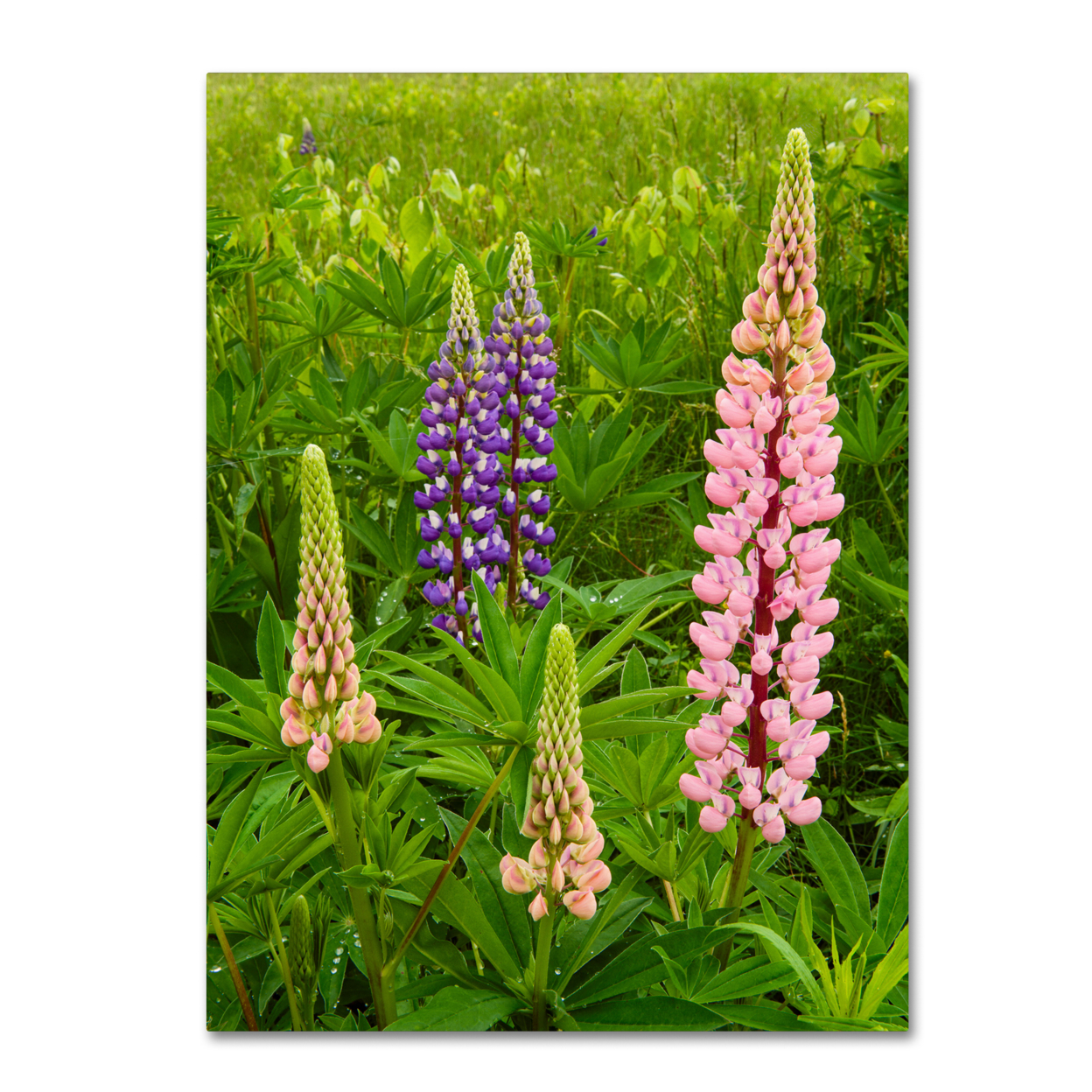 Michael Blanchette Photography 'Lupine Family' Canvas Wall Art 35 X 47 Inches
