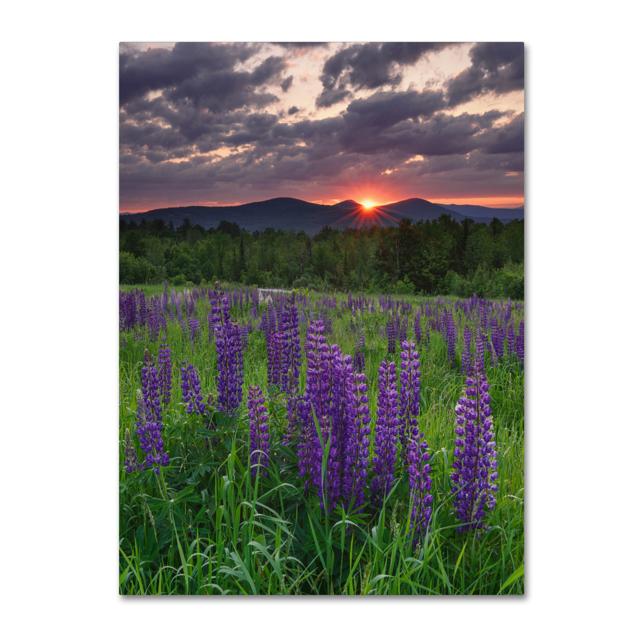 Michael Blanchette Photography 'Moody Sunrise' Canvas Wall Art 35 X 47 Inches