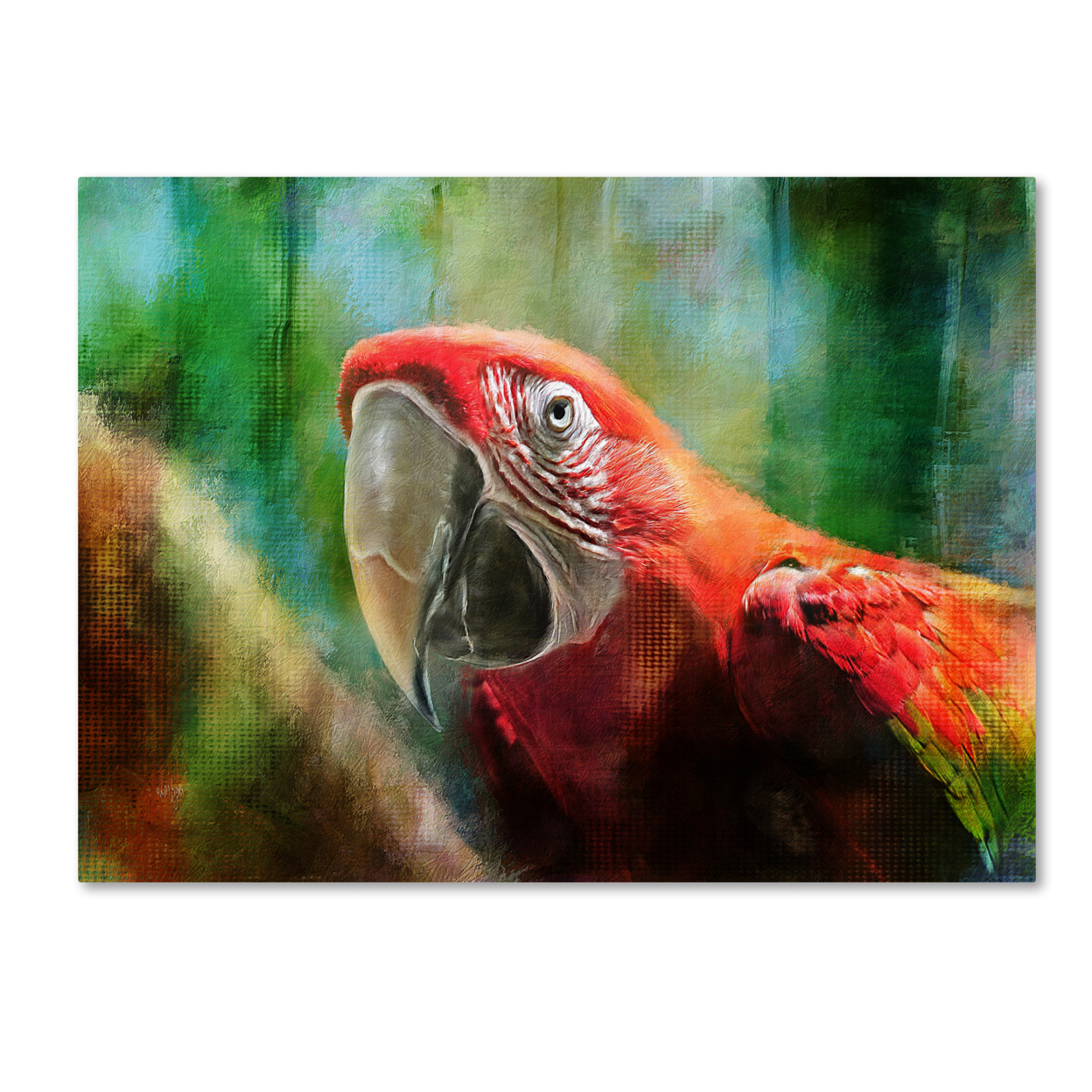 Lois Bryan 'Green Winged Macaw' Canvas Wall Art 35 X 47 Inches