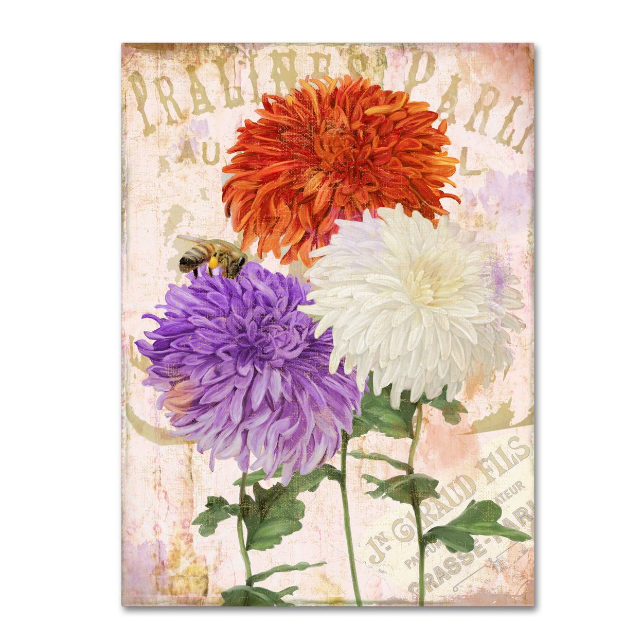 Color Bakery 'Chrysanthemums' Canvas Wall Art 35 X 47 Inches