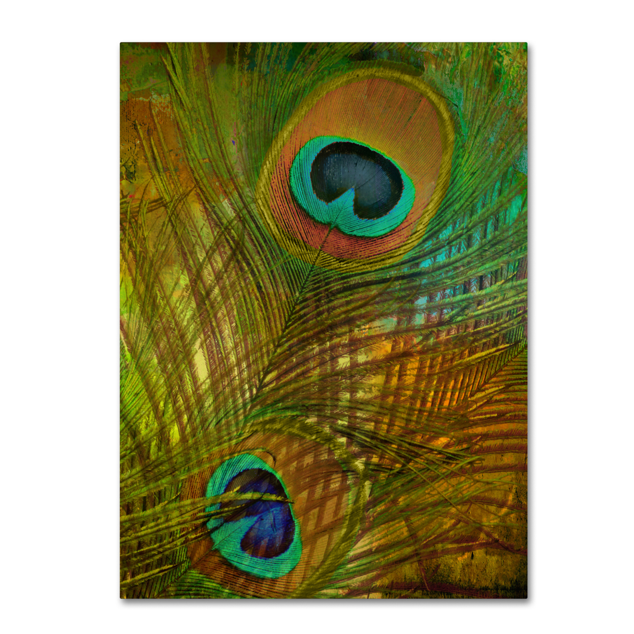 Color Bakery 'Peacock Candy II' Canvas Wall Art 35 X 47 Inches
