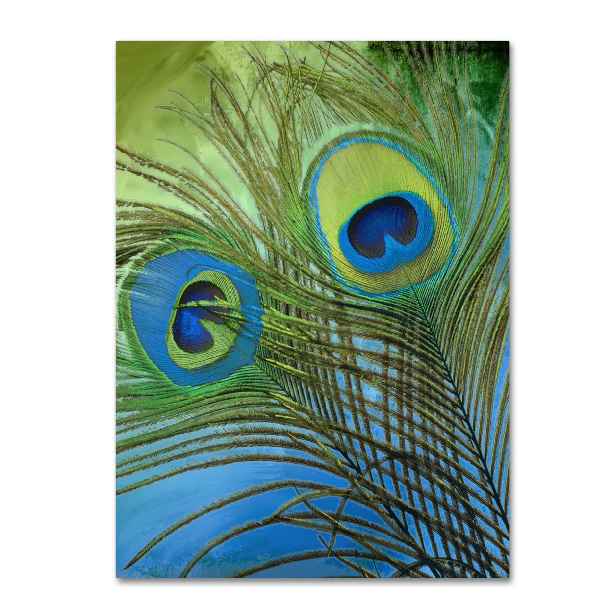 Color Bakery 'Peacock Candy I' Canvas Wall Art 35 X 47 Inches