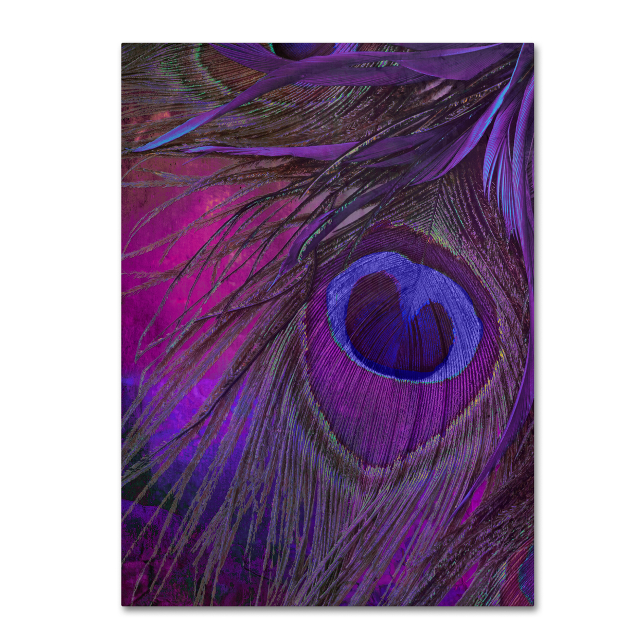 Color Bakery 'Peacock Candy IV' Canvas Wall Art 35 X 47 Inches