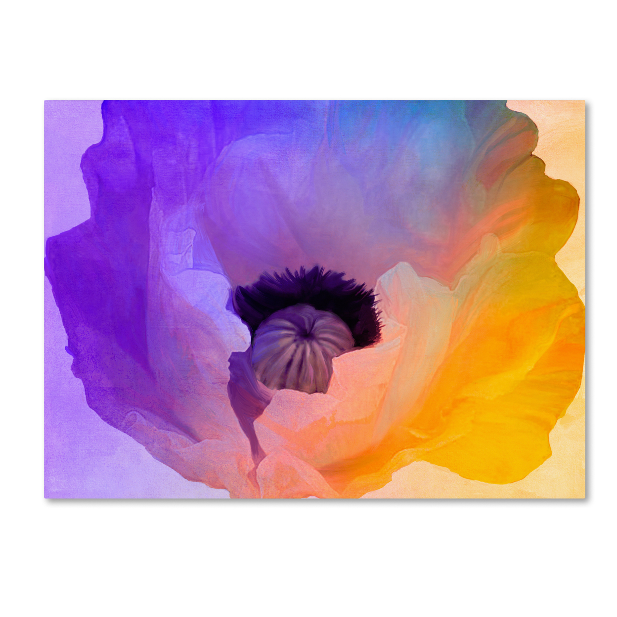 Color Bakery 'Poppy Gradient III' Canvas Wall Art 35 X 47 Inches