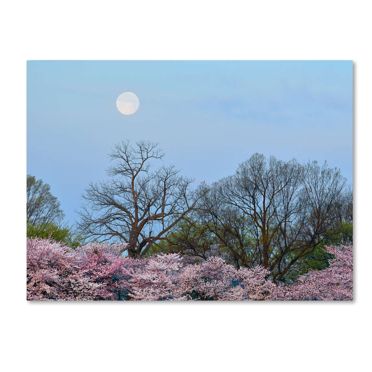 CATeyes 'Spring Moon 2' Canvas Wall Art 35 X 47 Inches