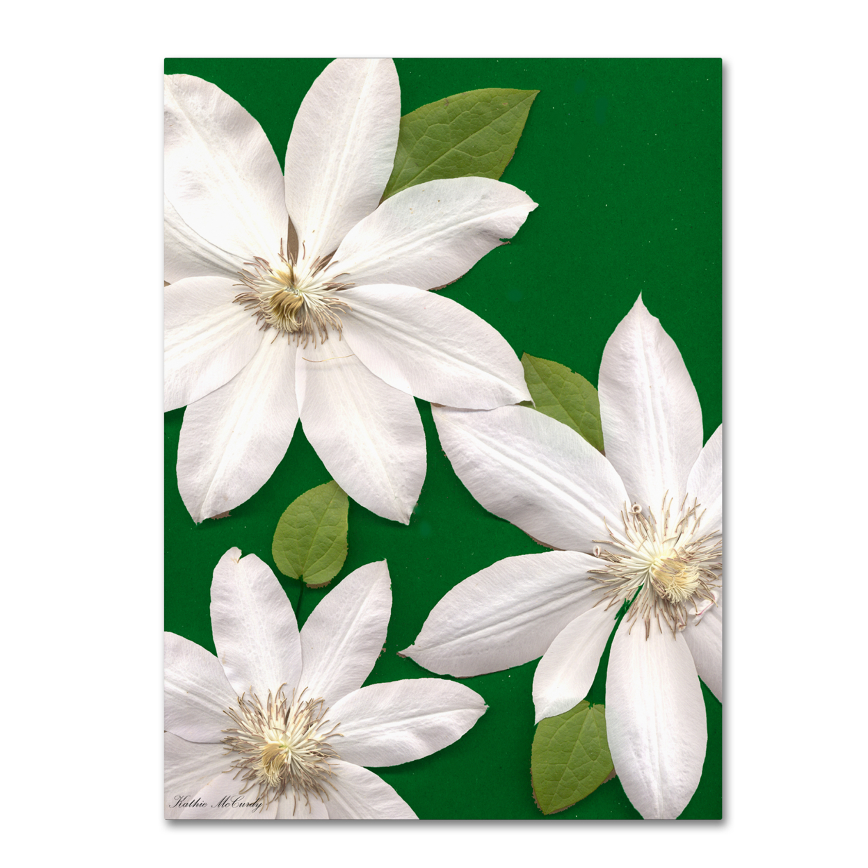 Kathie McCurdy 'White Clemantis' Canvas Wall Art 35 X 47 Inches