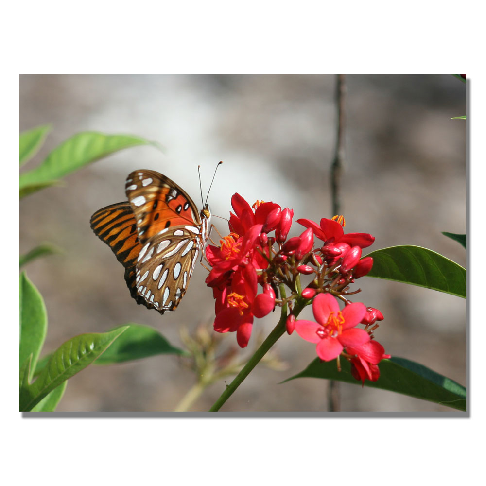 Patty Tuggle 'Butterfly On Red Flowers' Canvas Wall Art 35 X 47